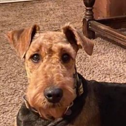 Airedale Terriers from Joandrea’s Airedales
