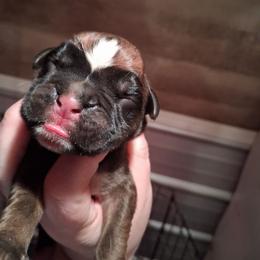 Boy 2 - Fawn male Boxer puppy in Pikeville, Kentucky from Boxers of Whispered Wishes