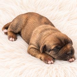 Sunny - Fawn male Cane Corso puppy in Trenton, Texas from Trained To Go Corso Kennels (T.T.G. Corso Kennels)