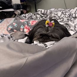 Shih Tzus from North Florida Tzu’s