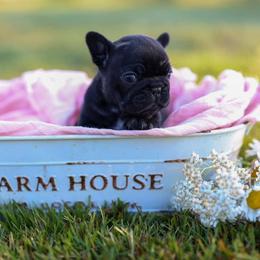 French Bulldog Puppies from Frenchie Bulldog Kisses