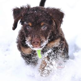 Green boy - Brown male Bernedoodle puppy in Waukesha, Wisconsin from Bernedoodle Boutique (and Cavapoos)