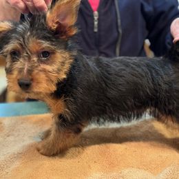 Boy 2 - Australian Terrier puppy from Outbackred Aussies