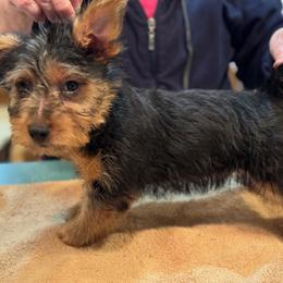Boy 2 - Australian Terrier puppy from Outbackred Aussies