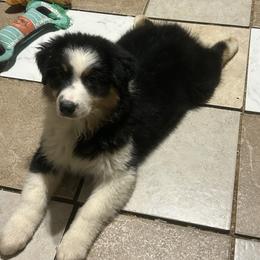 Destiny - Black tri-color Australian Shepherd puppy in Charleston, Arkansas from Gemfire Australian Shepherds