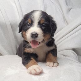 Purple Female - Black rust and white female Bernese Mountain Dog puppy in Greenwood, Delaware from A&A Greenwood Puppies