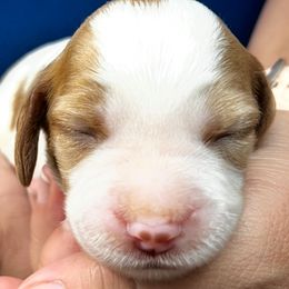 Izzy girl 2 - White and orange female Brittany puppy in Floyd Knobs, Indiana from Cross Creek Brittanys