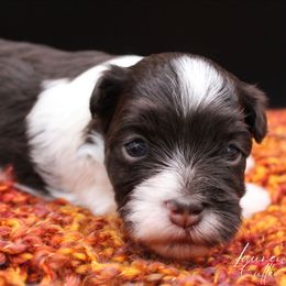 Cha Cha - Chocolate female Havanese puppy in Hendersonville, North Carolina from Grayfinn House