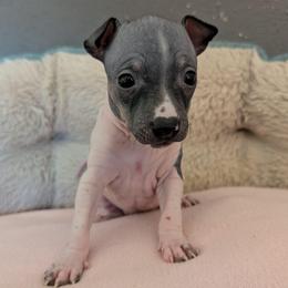 Thistle - White and black female American Hairless Terrier puppy in Phoenix, Arizona from Bare Valley