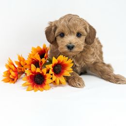 Jill - Red  female Goldendoodle puppy in Davison, Michigan from Dreaming Doodles