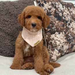 Honey - Red  female Goldendoodle puppy in Anaheim, California from Cuddle Bear Doodles