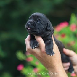 Girl 3 - Black female Cane Corso puppy in Cable, Ohio from Americana Cane Corso