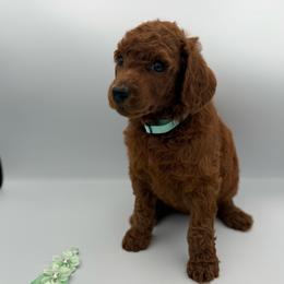 Sunrise - Red  female Poodle puppy in Mount Vernon, Illinois from AMC Poodles