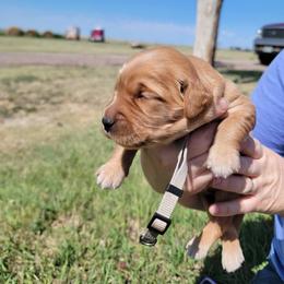 Grey girl - Golden female Golden Retriever puppy in Merino, Colorado from High Plains Goldens