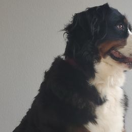 Bernese Mountain Dogs and French Bulldogs from Hideaway Acres
