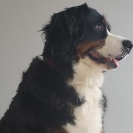 Bernese Mountain Dogs and French Bulldogs from Hideaway Acres