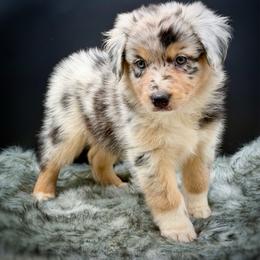 Pearl - Blue merle female Australian Shepherd puppy in Petersburg, Indiana from Royal Aussie’s