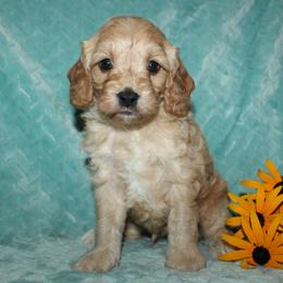 Cooper - Buff male Cockapoo puppy in Dornsife, Pennsylvania from Schaible Family Puppies