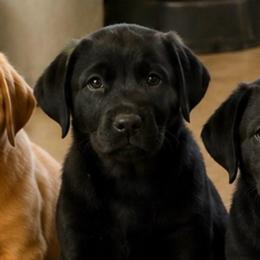 Titan - Black male Dilute Retriever puppy in Baldwin City, Kansas from Hedge Lane Labradors