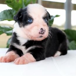 Sister - Black tri female Miniature Australian Shepherd puppy in Goliad, Texas from Sassy Lil Aussies and Diamond W Poodles
