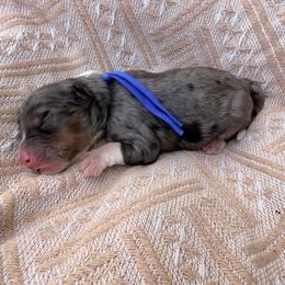 Dark Blue - Blue merle male Bernedoodle puppy in Charleston, South Carolina from Palm Belle Doodles