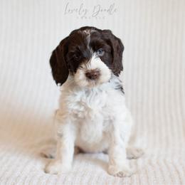 Aqua Collar Girl - Chocolate female Australian Labradoodle puppy in Thousand Oaks, California from Lovely Doodle Lane