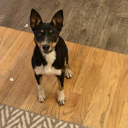 Jinx - Black tan and white female Rat Terrier puppy in Divide, Colorado from Outlaw Farm and Kennel