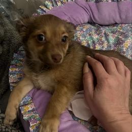 Sarah - Chocolate female Chihuahua puppy in Washington, Washington, D.C. from VIP Chihuahuas