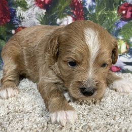 Phil - Red male Aussiedoodle puppy in Lebanon, Missouri from Cobbs Creek Canines