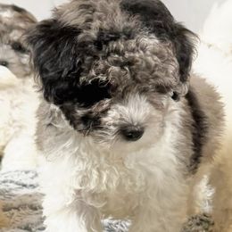 Nimbus - Parti male Poodle puppy in Queens, New York from The 2 Musketeers_Cockapoos