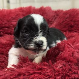 Ben - Parti male Miniature Schnauzer puppy in Magalia, California from Cali Sun-kissed Schnauzers