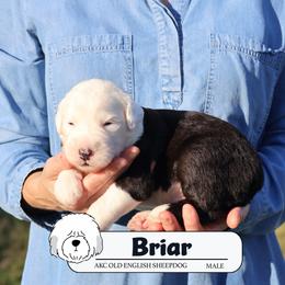 Briar - Gray and white male Old English Sheepdog puppy in Cleveland, Tennessee from Narrow Path Old English & Sheepadoodles