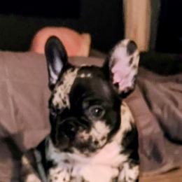 French Bulldog Puppies from French Bulldog