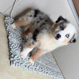 Luke - Blue merle male Australian Shepherd puppy in Polk City, Florida from Skaky Shepherds