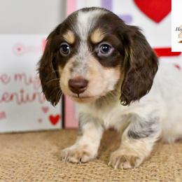 Choc and cream piebald boy - Piebald male Dachshund puppy in Empire, Alabama from Heart of Dixie Kennel