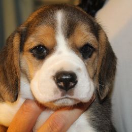 Beagle Puppies from Copper Sky Beagles