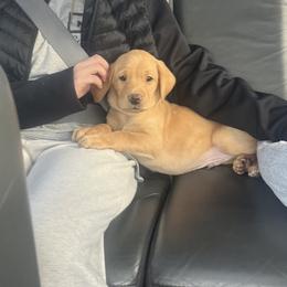Labrador Retriever Puppies from Ozatonka British Labs