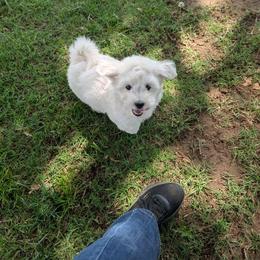 Tanner - White male Coton de Tulear puppy in Mead, Oklahoma from Bar W Cotons
