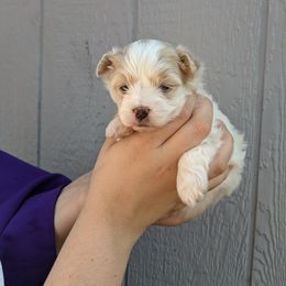 Maltese, Maltipoo, and Poodle Puppies from MountCarmelPuppies