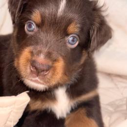 Red - Red tri male Miniature Australian Shepherd puppy in Arizona from Country Charm Mini Aussies