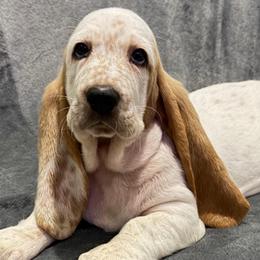 Lavender collar female - Lemon and white female Basset Hound puppy in Columbia, South Carolina from Pawmetto Hounds