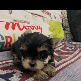 Santa - Blue and gold male Yorkshire Terrier puppy in Belpre, Ohio from Blackwoods Yorkies