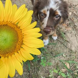 Miniature Australian Shepherd Puppies from Peace Creek Aussies