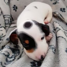 Deuce Domino - Piebald male Dachshund puppy in Cedar Rapids, Iowa from Paulassillydogs
