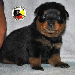Rottweiler Puppies from Harris Hill Rottweilers