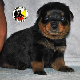 Rottweiler Puppies from Harris Hill Rottweilers