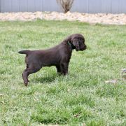 Boykin Spaniel Puppies from Bayhill Boykins