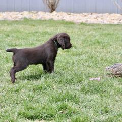 Boykin Spaniel Puppies from Bayhill Boykins
