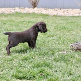 Boykin Spaniel Puppies from Bayhill Boykins