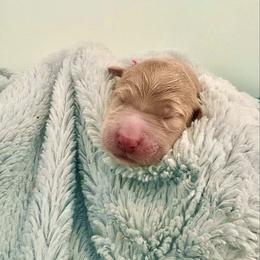 Red Collar - Apricot male Goldendoodle puppy in Stockton, California from Port City Doodles